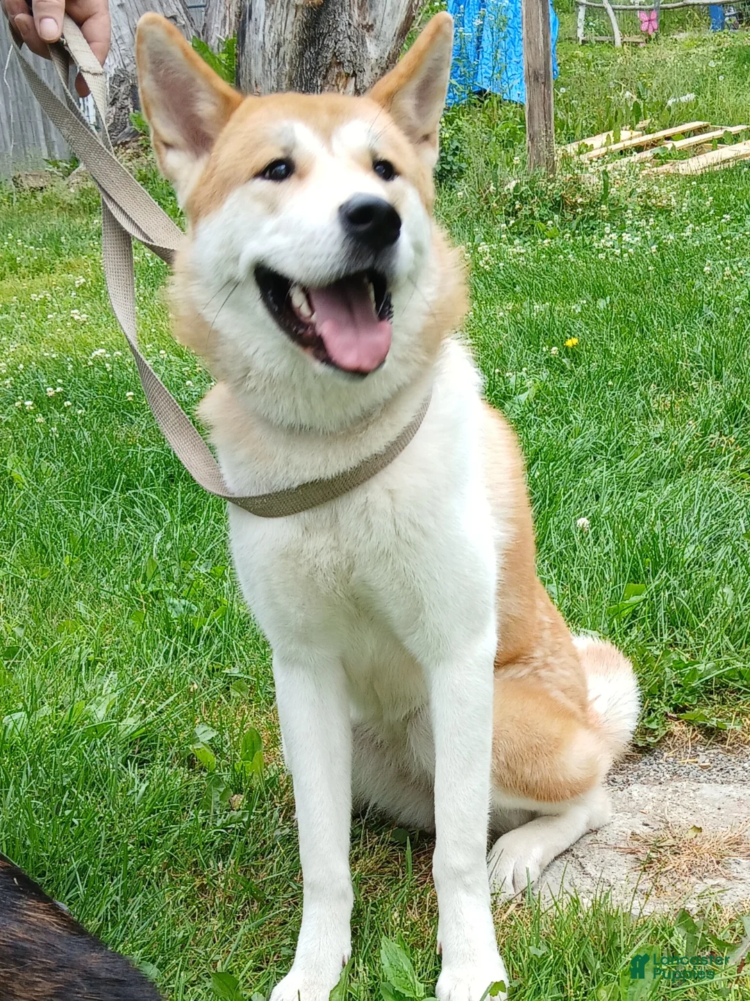 Akita dogs for sale: Aries  - Ad 1