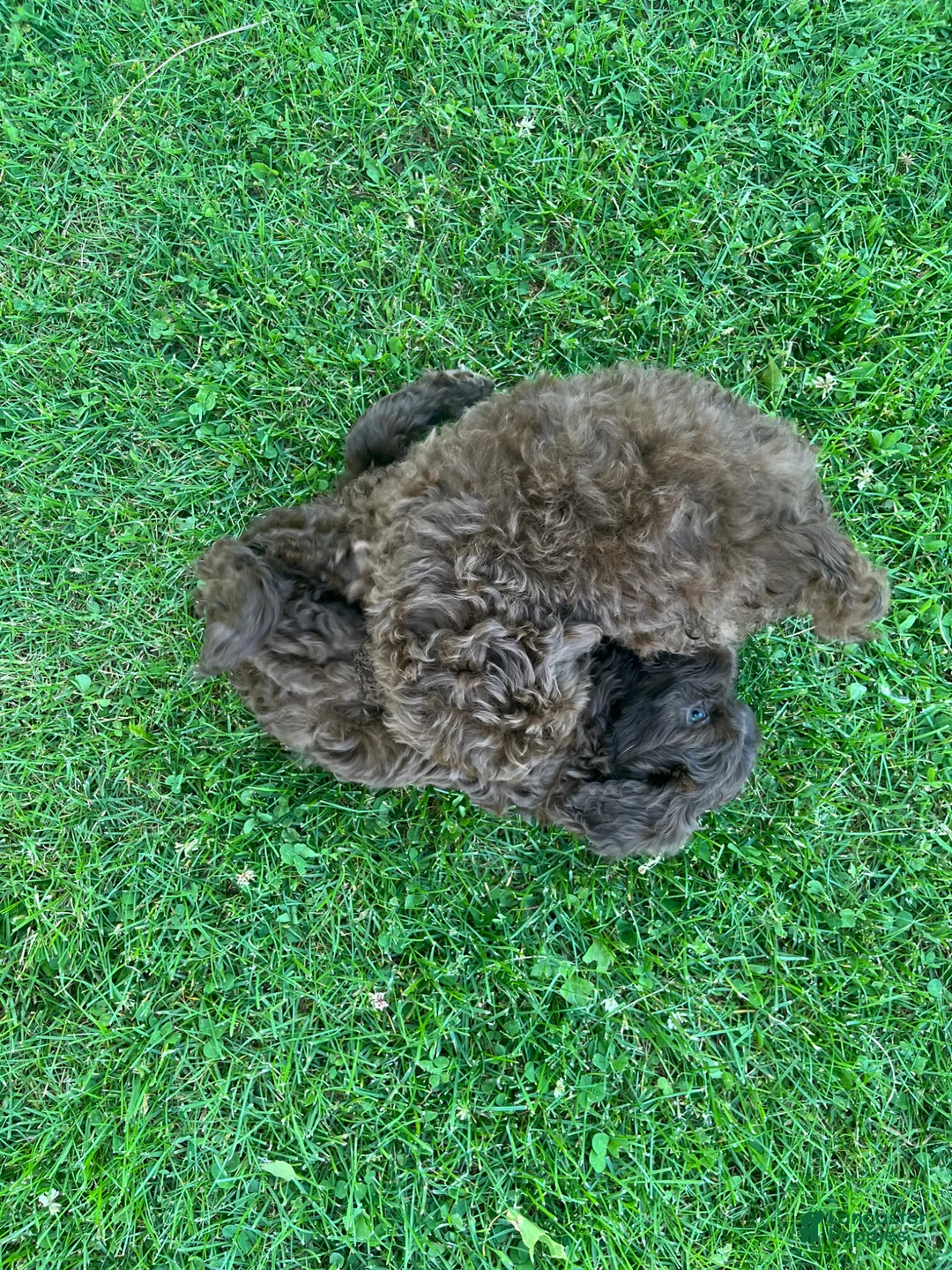 Miniature Labradoodle dogs for sale: Merle MALE- Chase - Ad 1