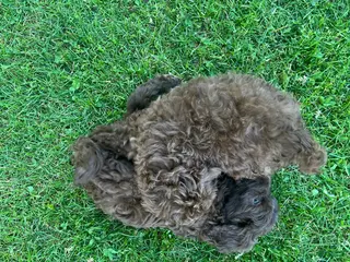Miniature Labradoodle dogs for sale: Merle MALE- Chase - Ad 1
