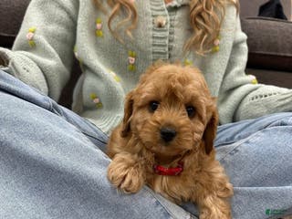 Cavapoo dogs Simon - Ad 33