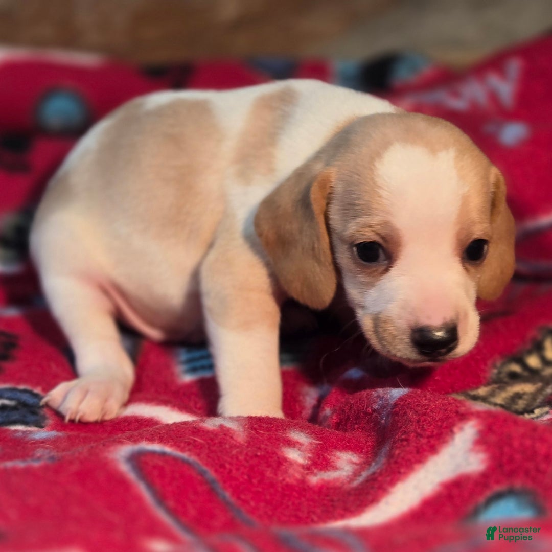 Beagle dogs for sale: Sage Queen Elizabeth Pocket Beagle - Ad 3