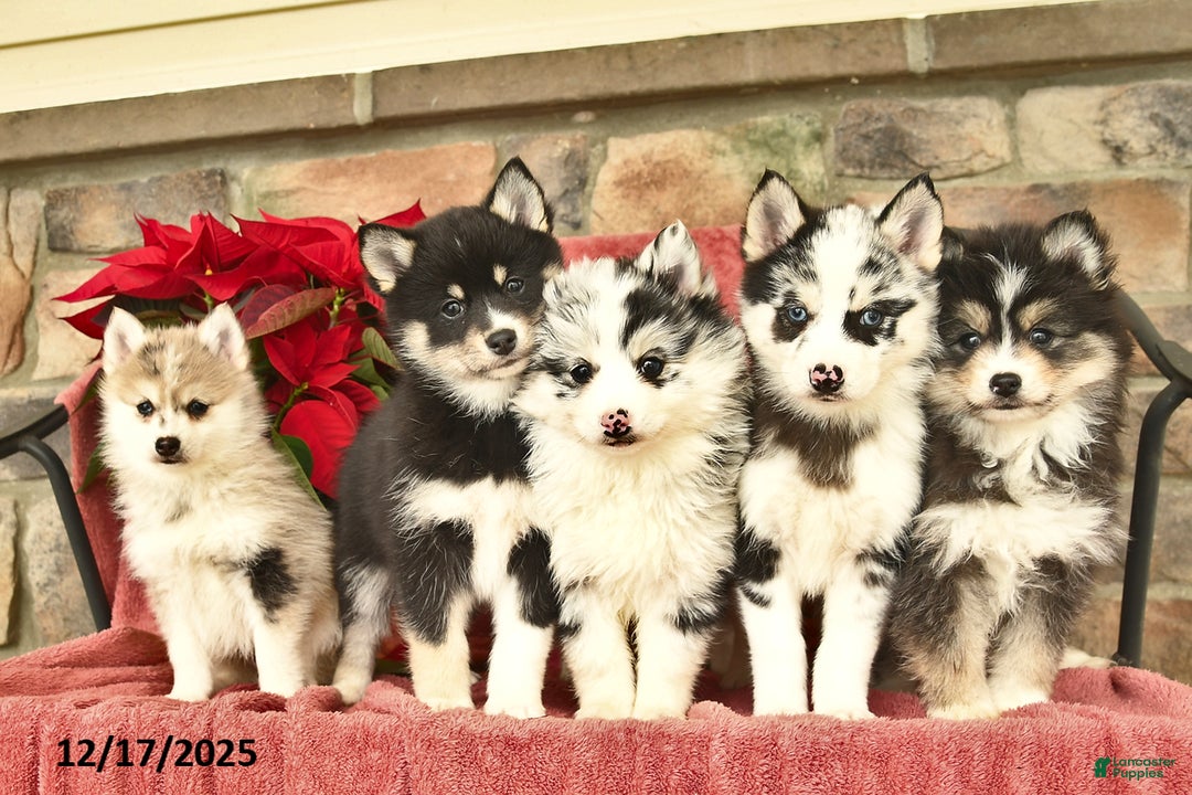 Pomsky dogs for sale: Jolly  - Ad 3
