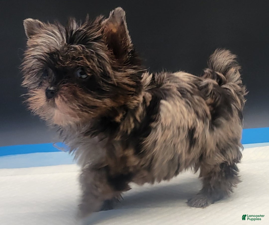 Yorkshire Terrier dogs for sale: Yorkshire Terrier Puppy 3 - Ad 7