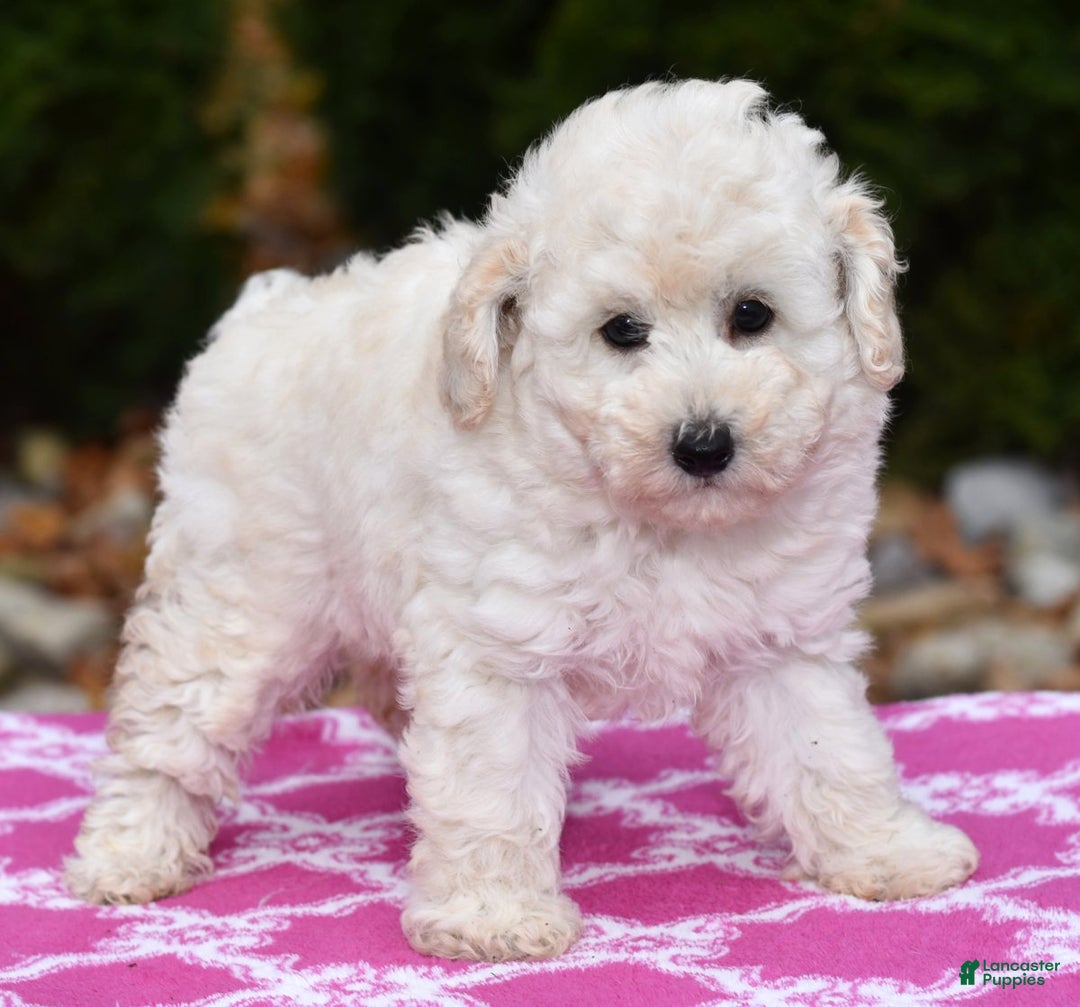 Toy Poodle dogs for sale: Tessa - Ad 3