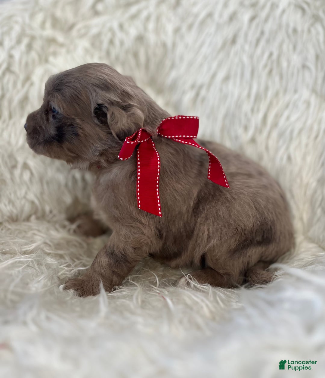 Mixed Breed dogs for sale: Max - Ad 2