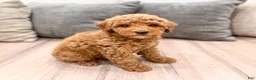 Miniature Poodle dogs for sale: Clifford - Ad 3