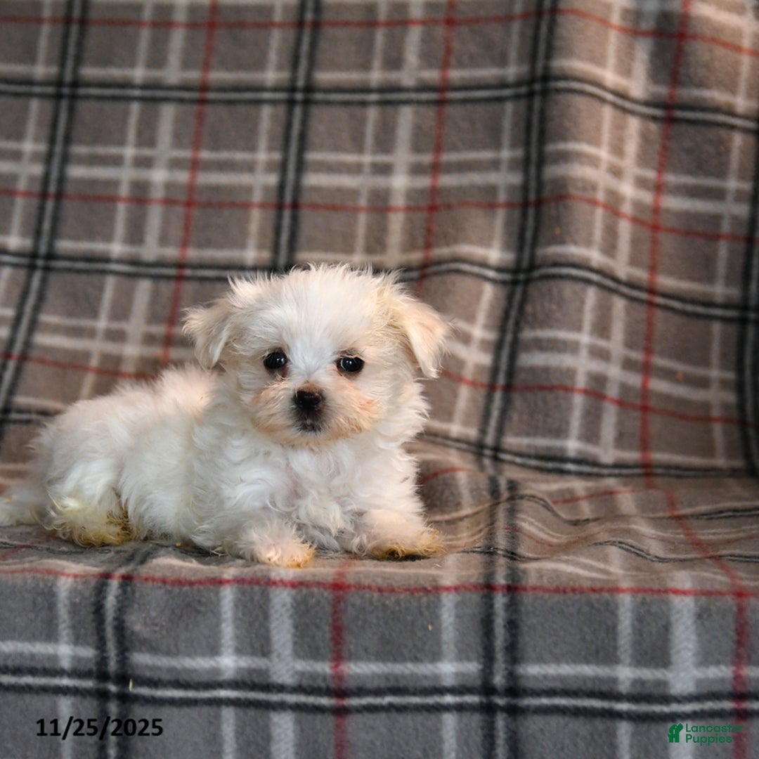 Maltese dogs for sale: Snowball - Ad 4