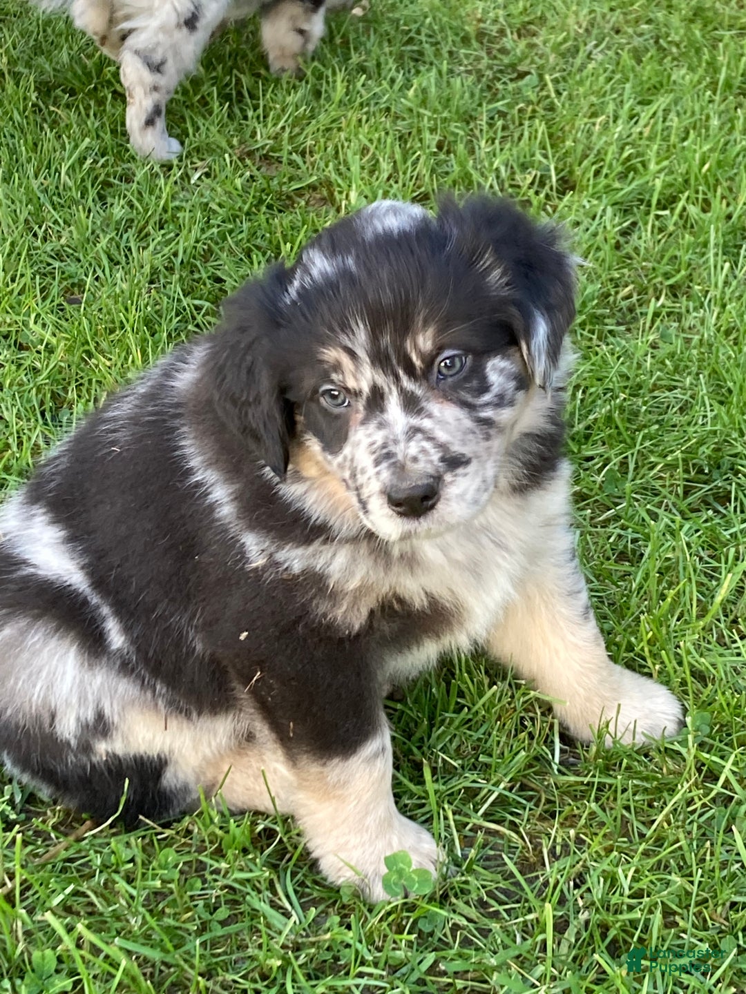 Australian Shepherd dogs for sale: Australian Shepherd Puppy 1 - Ad 2