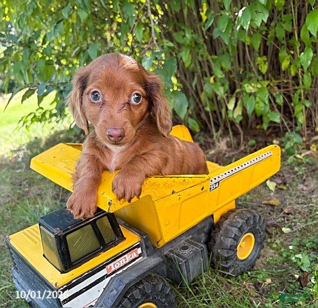 Dachshund dogs Sebastian - Ad 1