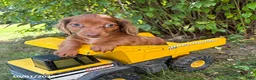 Dachshund dogs for sale: Sebastian - Ad 1
