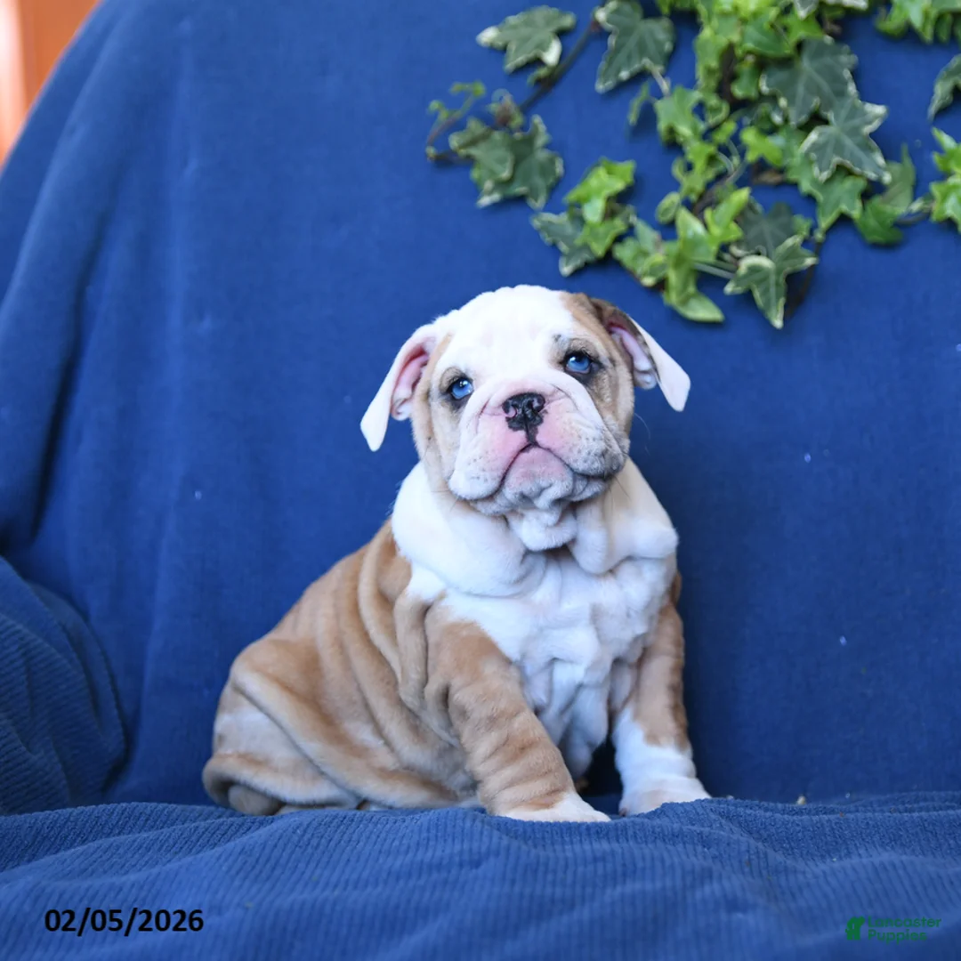 English Bulldog dogs for sale: Fawn - Ad 1