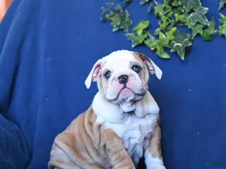 English Bulldog dogs Fawn - Ad 13