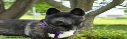 Akita dogs for sale: Fletcher - Ad 3