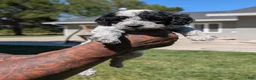 Mixed Breed dogs for sale: INDIGO  - Ad 4