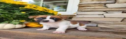 Rat Terrier dogs for sale: Dixie - Ad 3