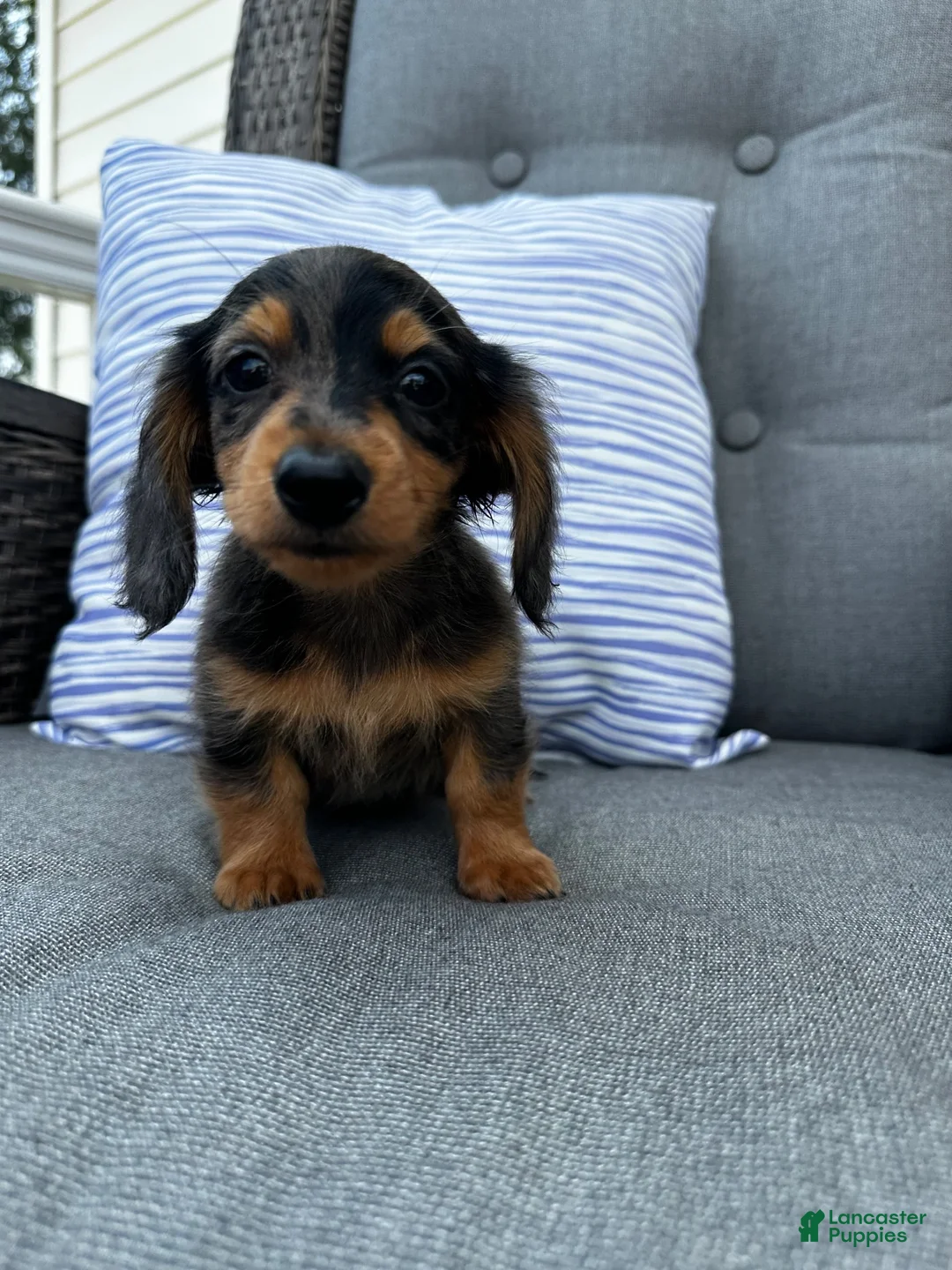 Miniature Dachshund dogs for sale: Leo - Ad 9