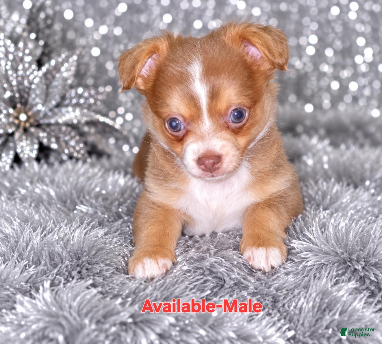 Chihuahua dogs Magic  - Ad 1