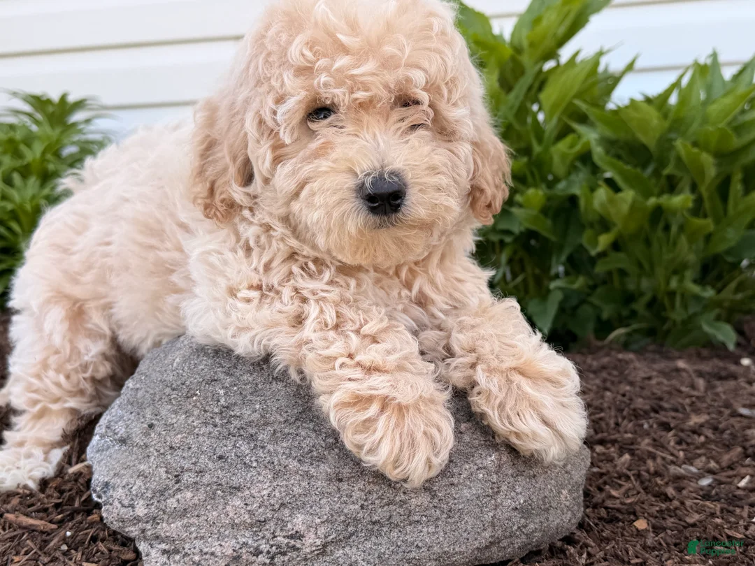 Bichpoo dogs for sale: Melodie  - Ad 5