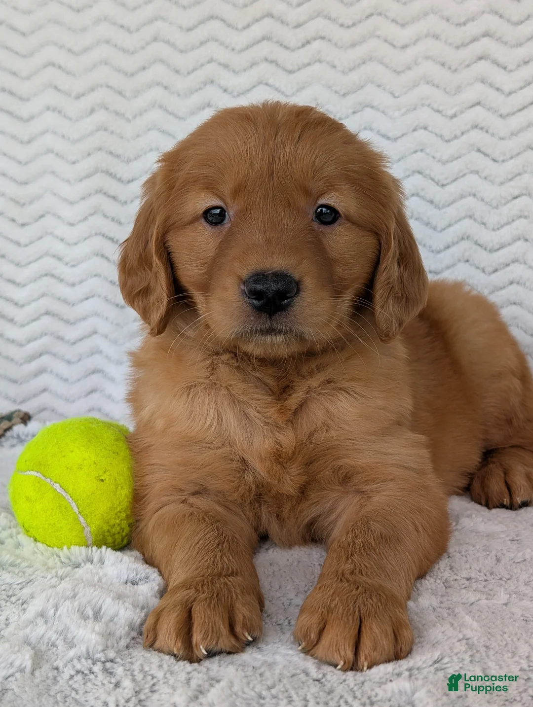 Golden Retriever dogs for sale: Lincoln  - Ad 2