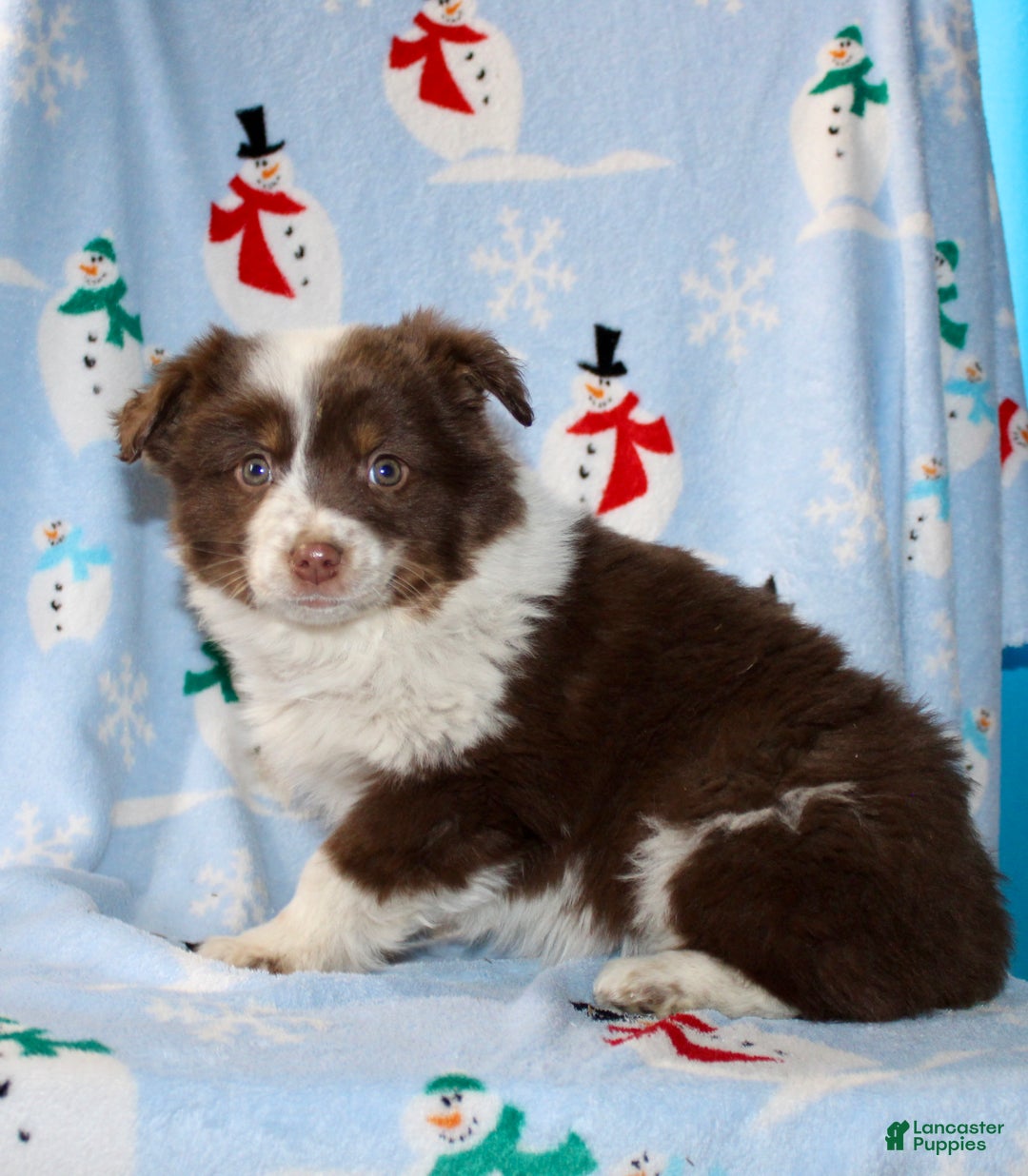 Australian Shepherd dogs for sale: Dixie - Ad 6