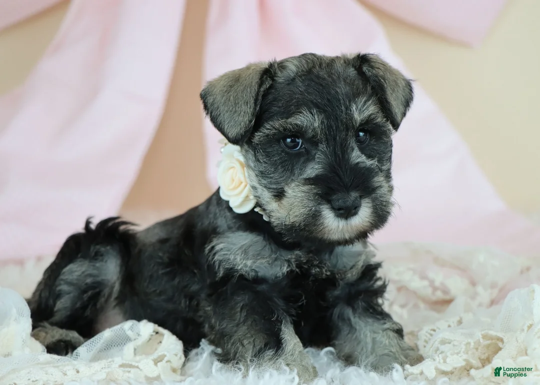 Miniature Schnauzer dogs for sale: Rayne | Miniature Schnauzer - Ad 1