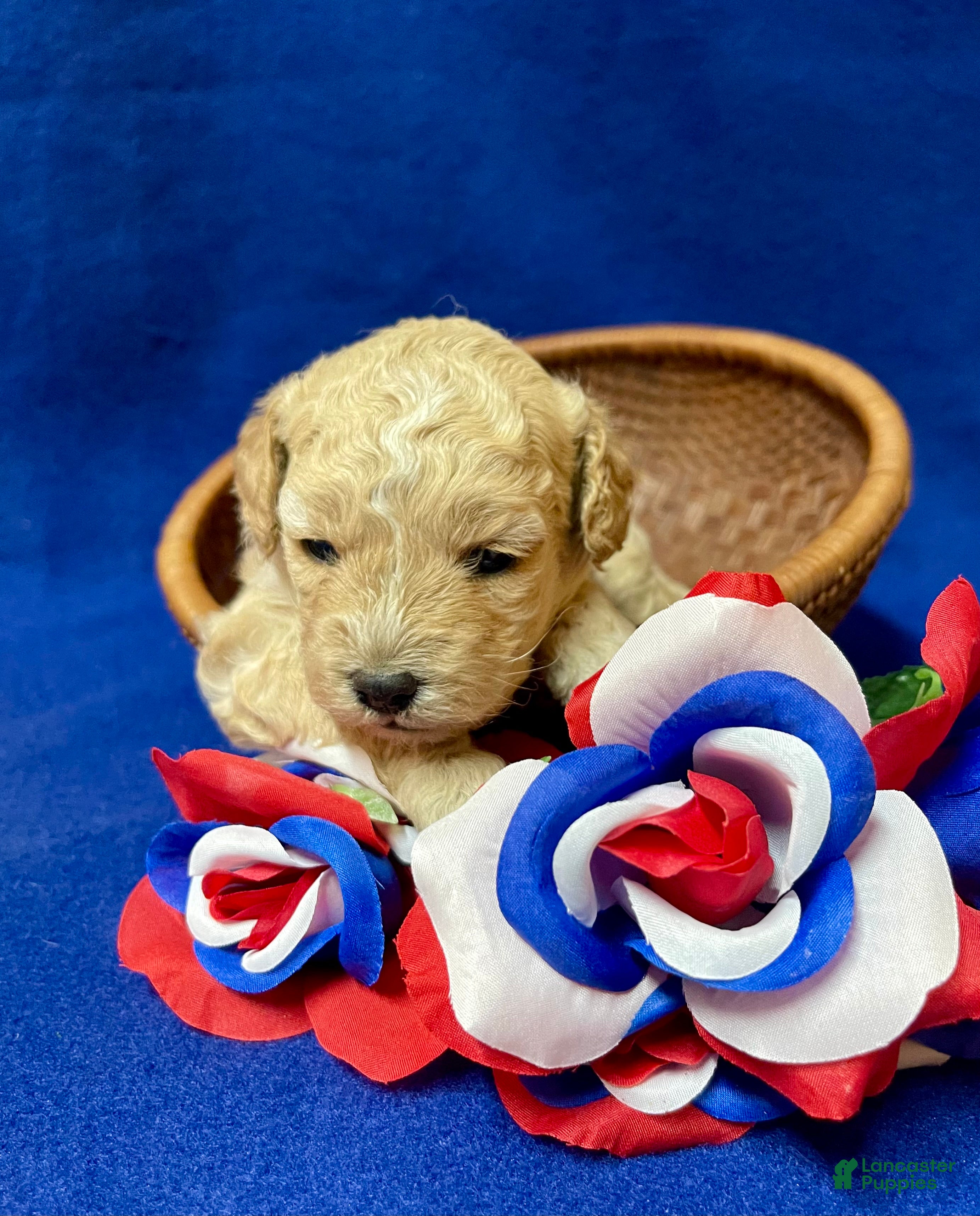 Cockapoo dogs Lavender  - Ad 2