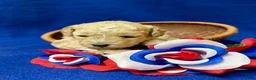Cockapoo dogs for sale: Lavender  - Ad 2
