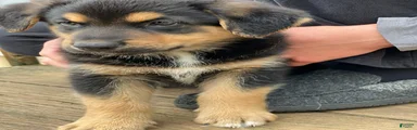 Mixed Breed Puppy 2