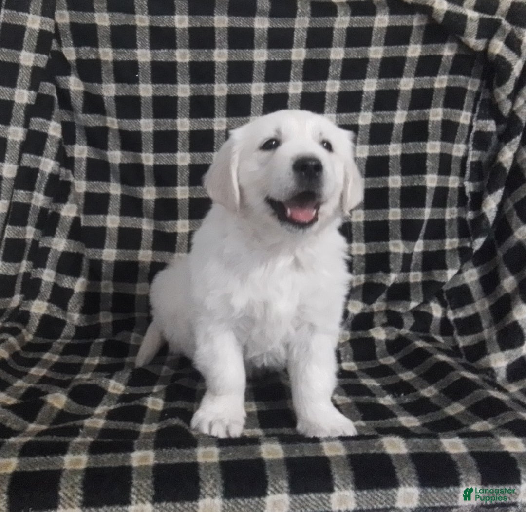 Golden Retriever dogs for sale: Golden Retriever Puppy 1 - Ad 3