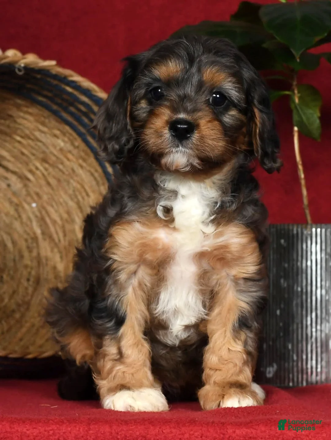 Gallery Image {{count}}