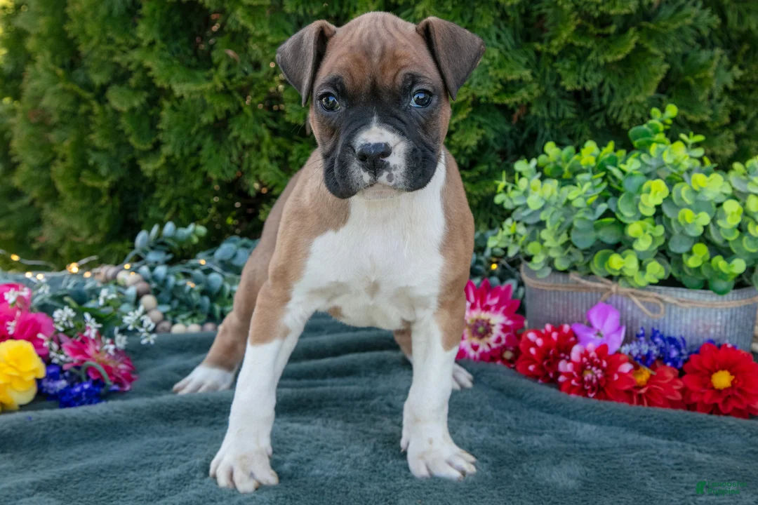 Boxer dogs for sale: T-Bone - Ad 2