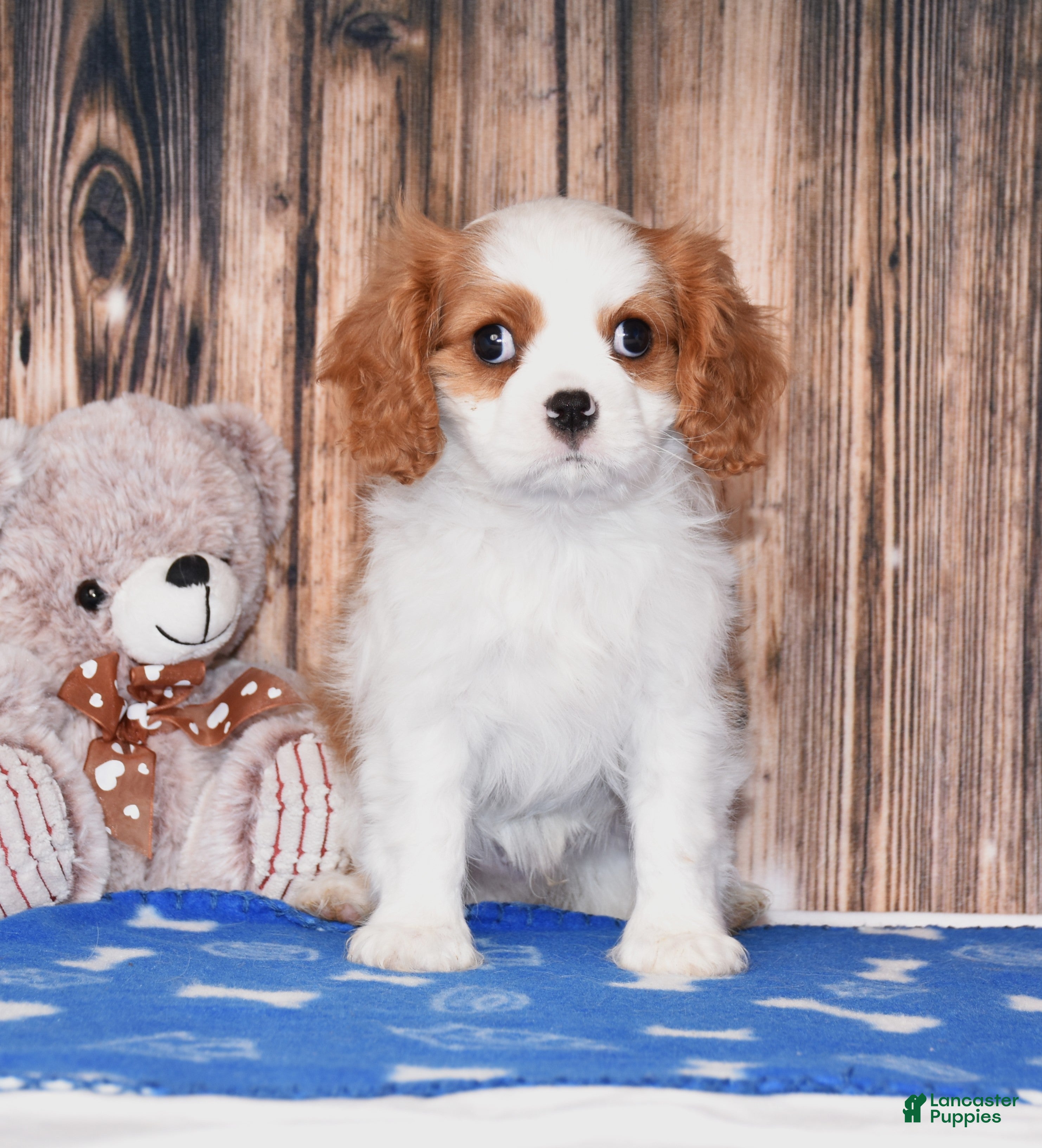 Cavalier King Charles Spaniel dogs Nacho - Ad 1