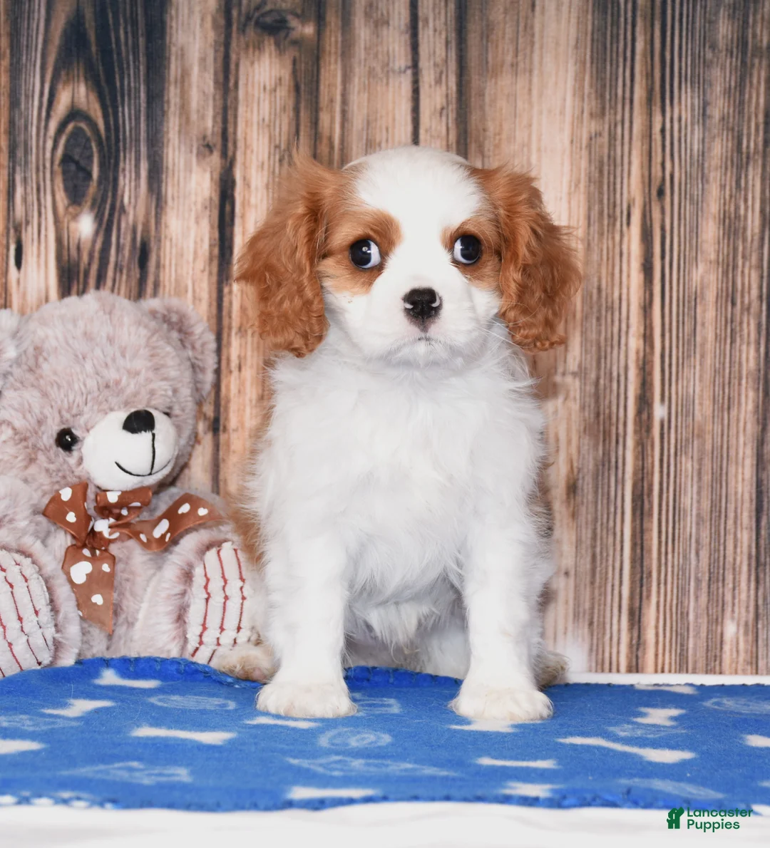Cavalier King Charles Spaniel dogs for sale: Nacho - Ad 1