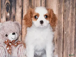 Cavalier King Charles Spaniel dogs for sale: Nacho - Ad 2