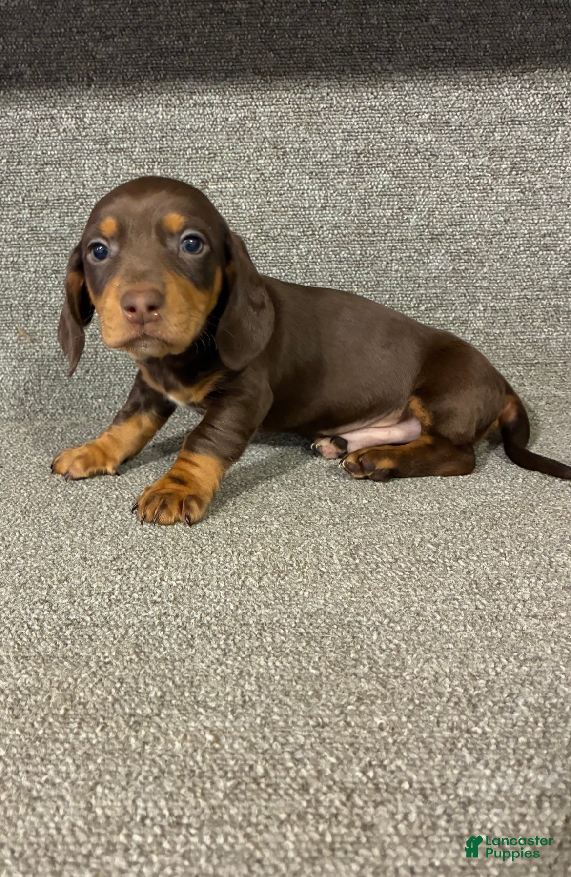 Miniature Dachshund dogs Tanner  - Ad 25