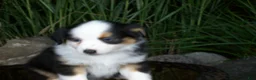 Miniature Australian Shepherd dogs for sale: Reese - Ad 5