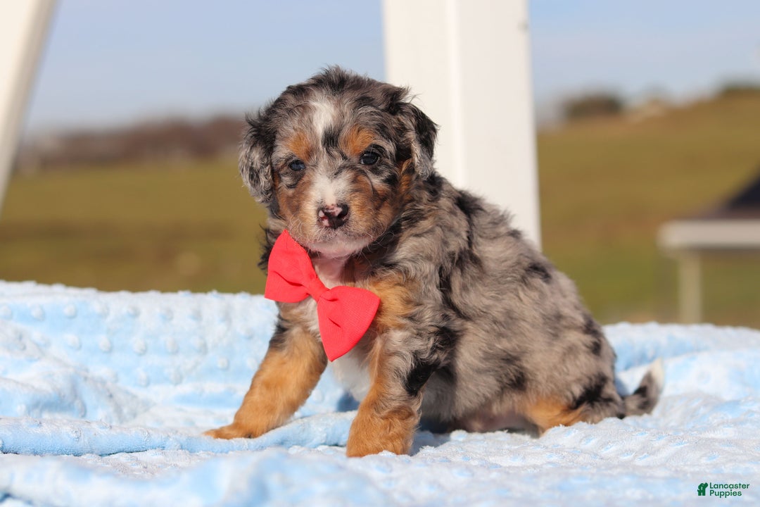 Mini Bernedoodle dogs for sale: Edison - Ad 5