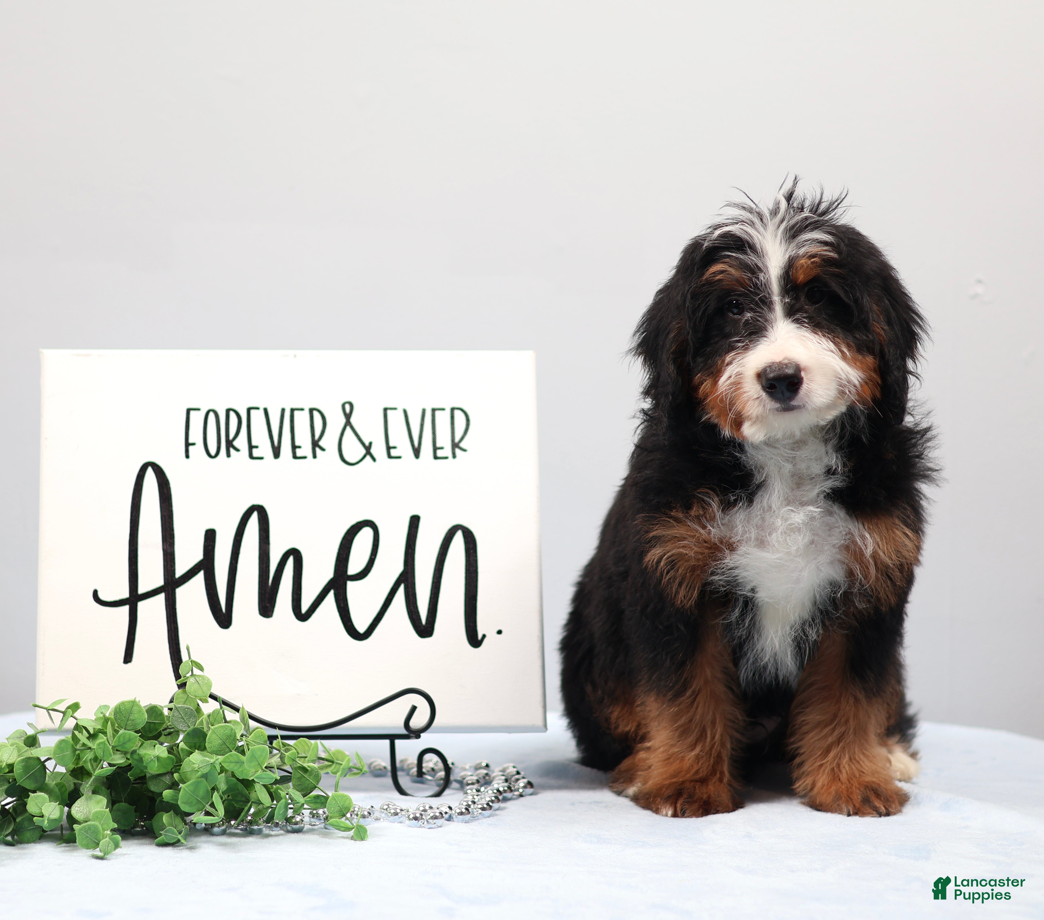 Mini Bernedoodle dogs Dakota - Ad 2