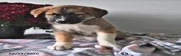 Mixed Breed dogs for sale: Samson - Ad 4