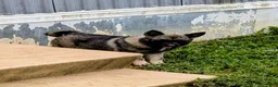 Norwegian Elkhound dogs for sale: TURQUOISE COLLAR  - Ad 3