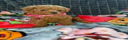 Toy Poodle dogs for sale: Belle - Ad 4