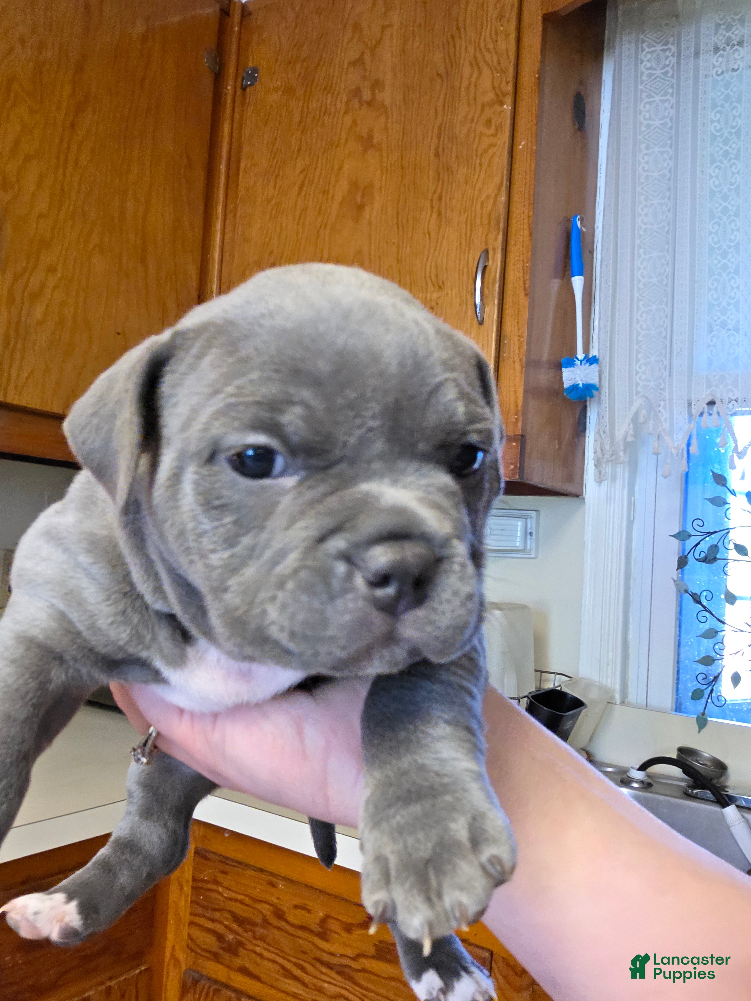 American Bully dogs Mercedes  - Ad 12