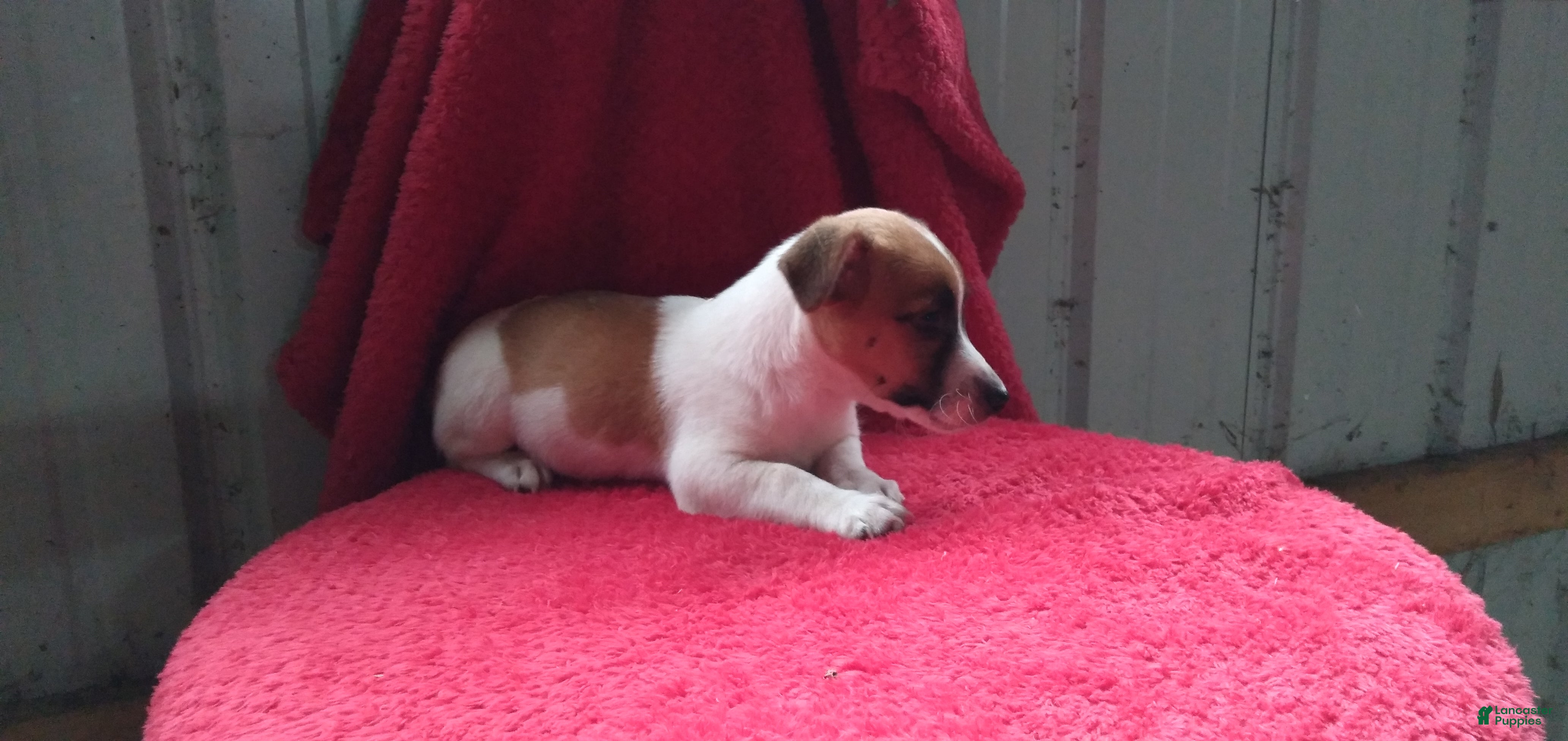 Jack Russell Terrier dogs Freddy - Ad 1