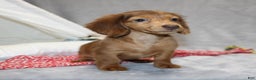 Miniature Dachshund dogs for sale: Archie  - Ad 6