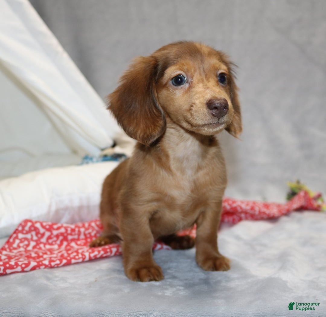 Miniature Dachshund dogs for sale: Archie  - Ad 6