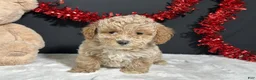 Toy Poodle dogs for sale: Addie - Ad 3