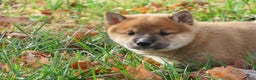 Shiba Inu dogs for sale: Shiba Inu Puppy 2 Jimmy - Ad 2