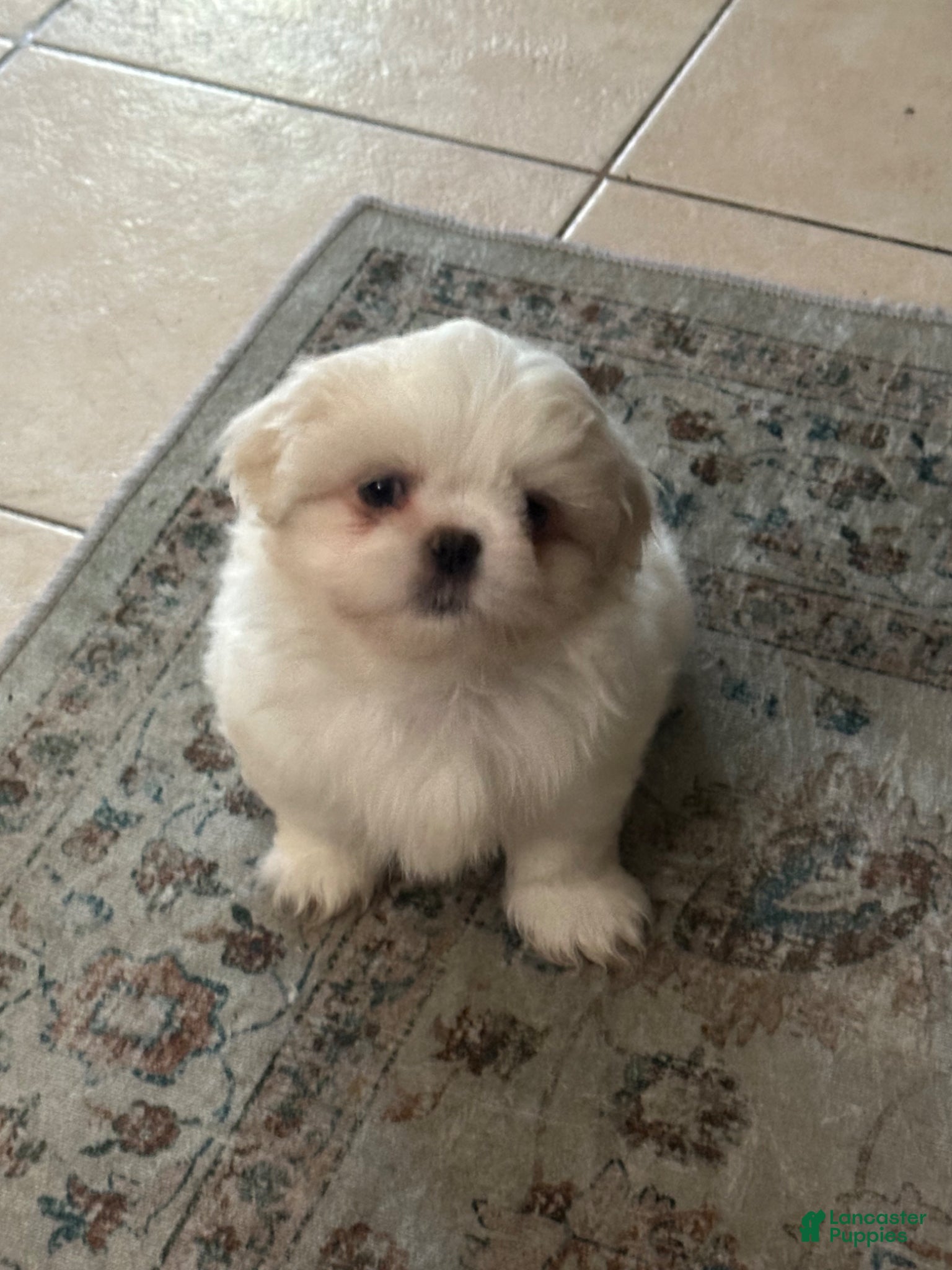 Mixed Breed dogs for sale: cloud  - Ad 2