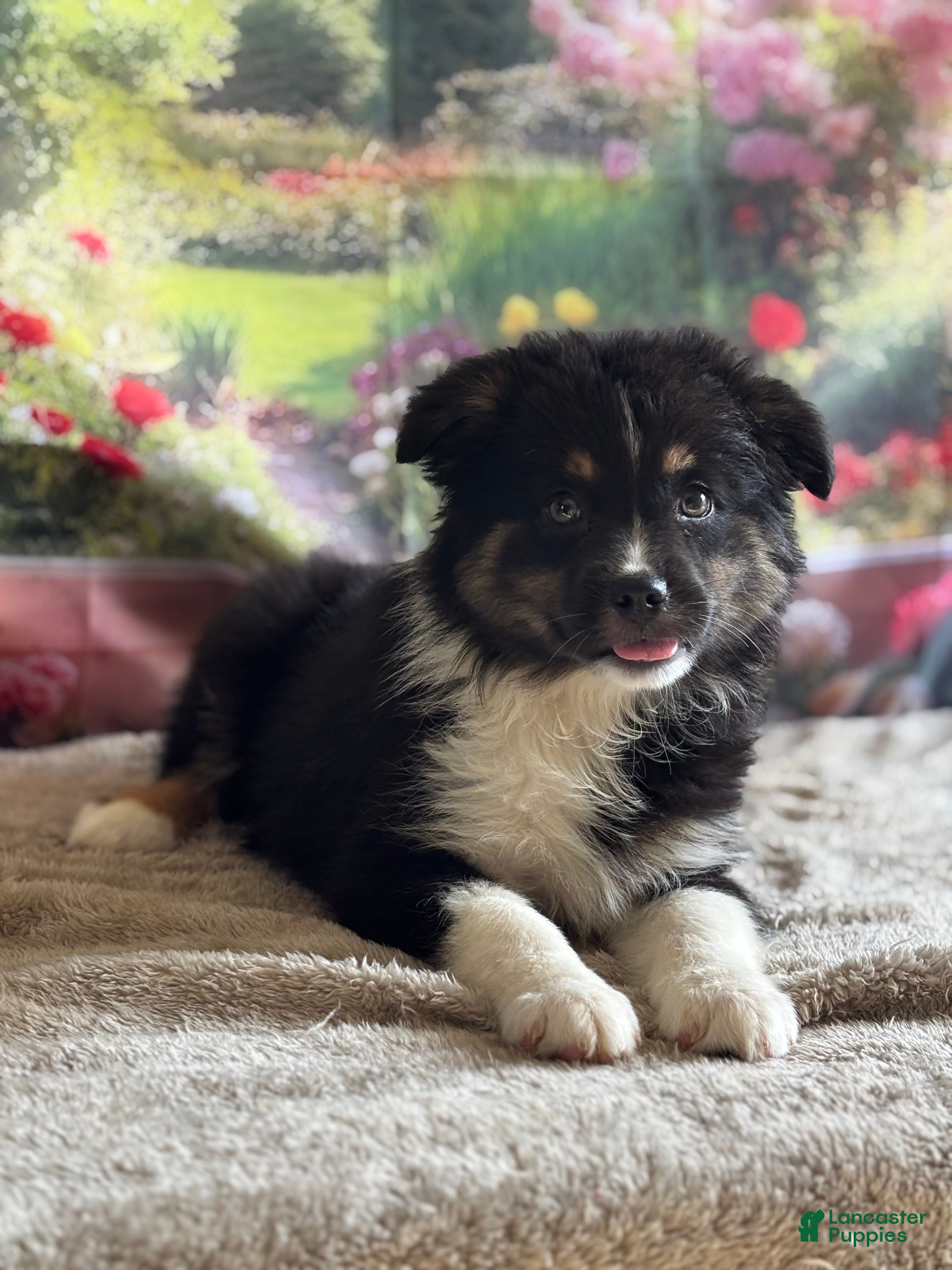 Australian Shepherd dogs Tina - Ad 24