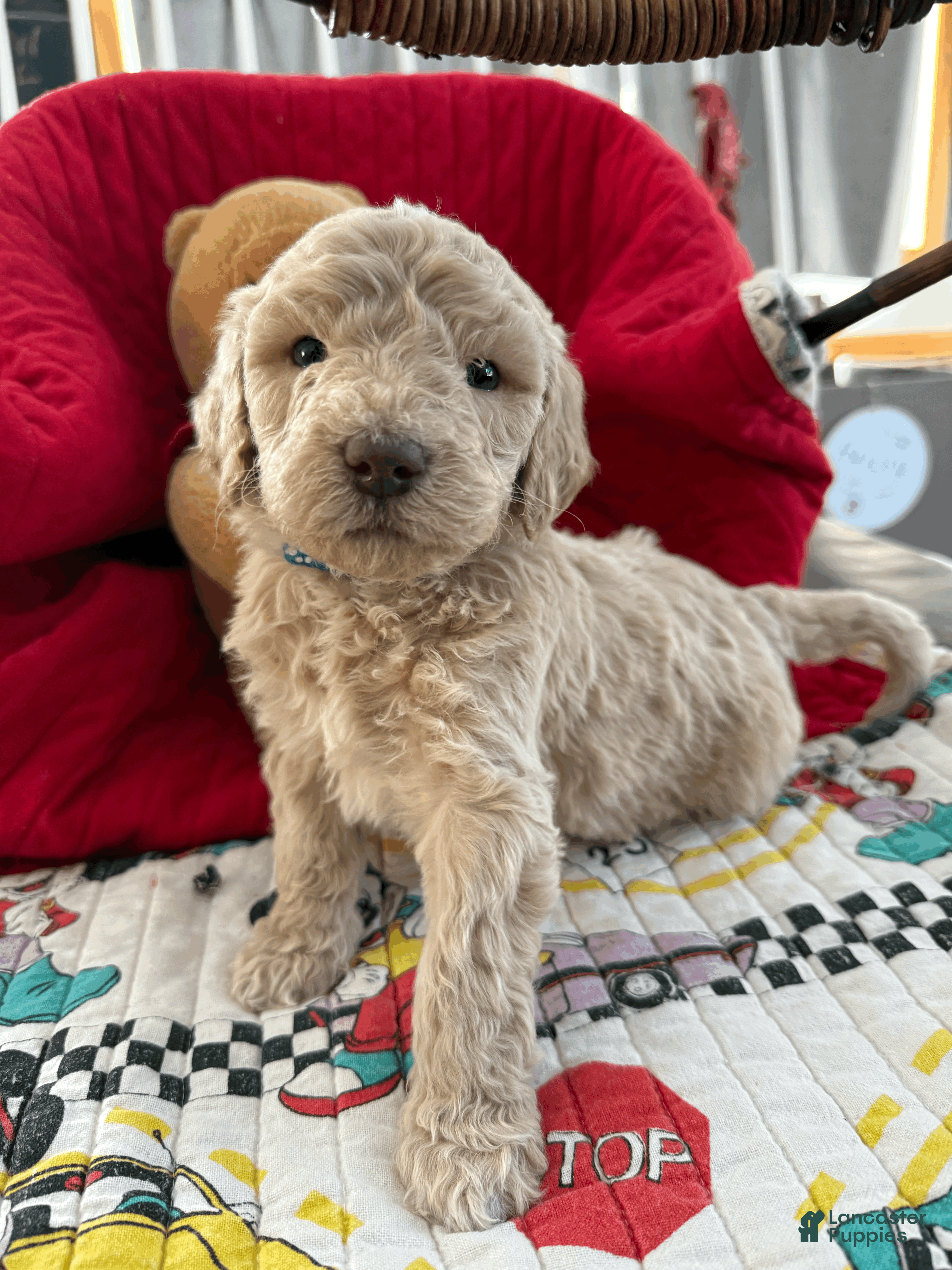 Goldendoodle dogs for sale: Dark Blue Collar - Ad 2